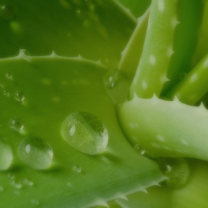 BELSANA medical aloe vera Aloe Vera